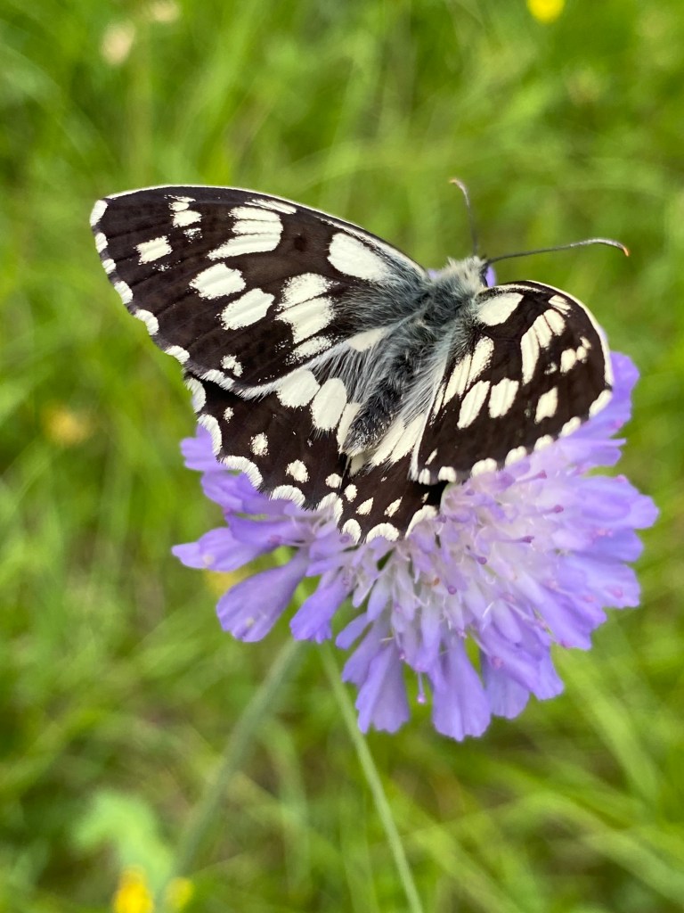 Vanitas  – Lucius N. Amberg