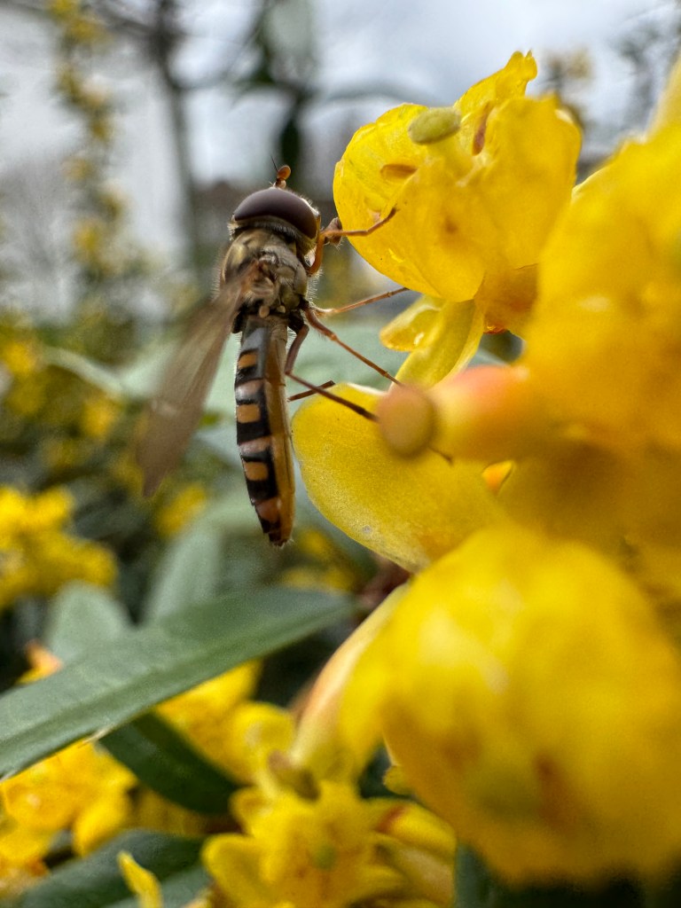 Needle  – Lucius N. Amberg