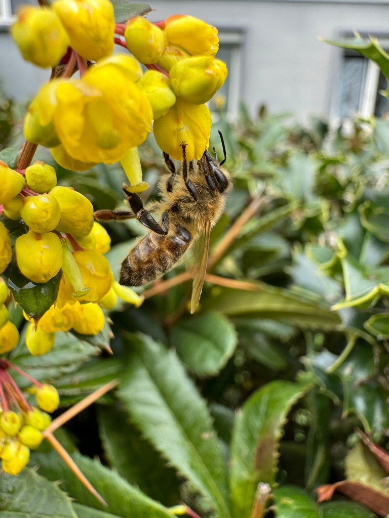 Dominion  – Lucius N. Amberg