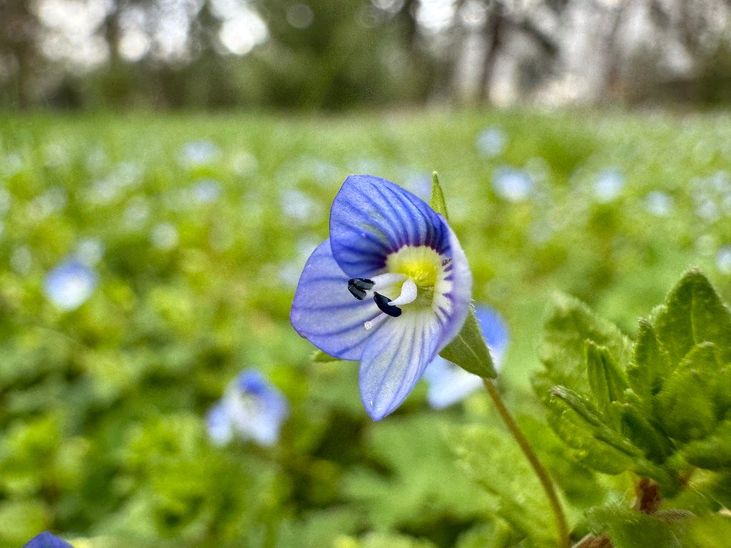 UV  – Lucius N. Amberg