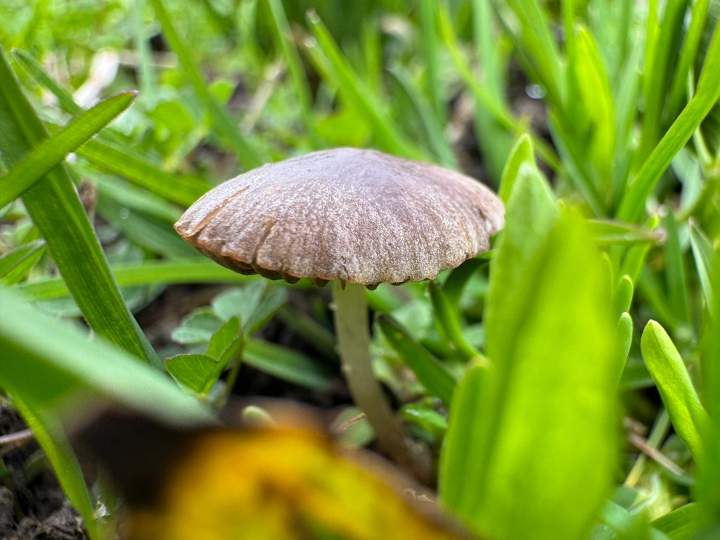 Minuscule  – Lucius N. Amberg