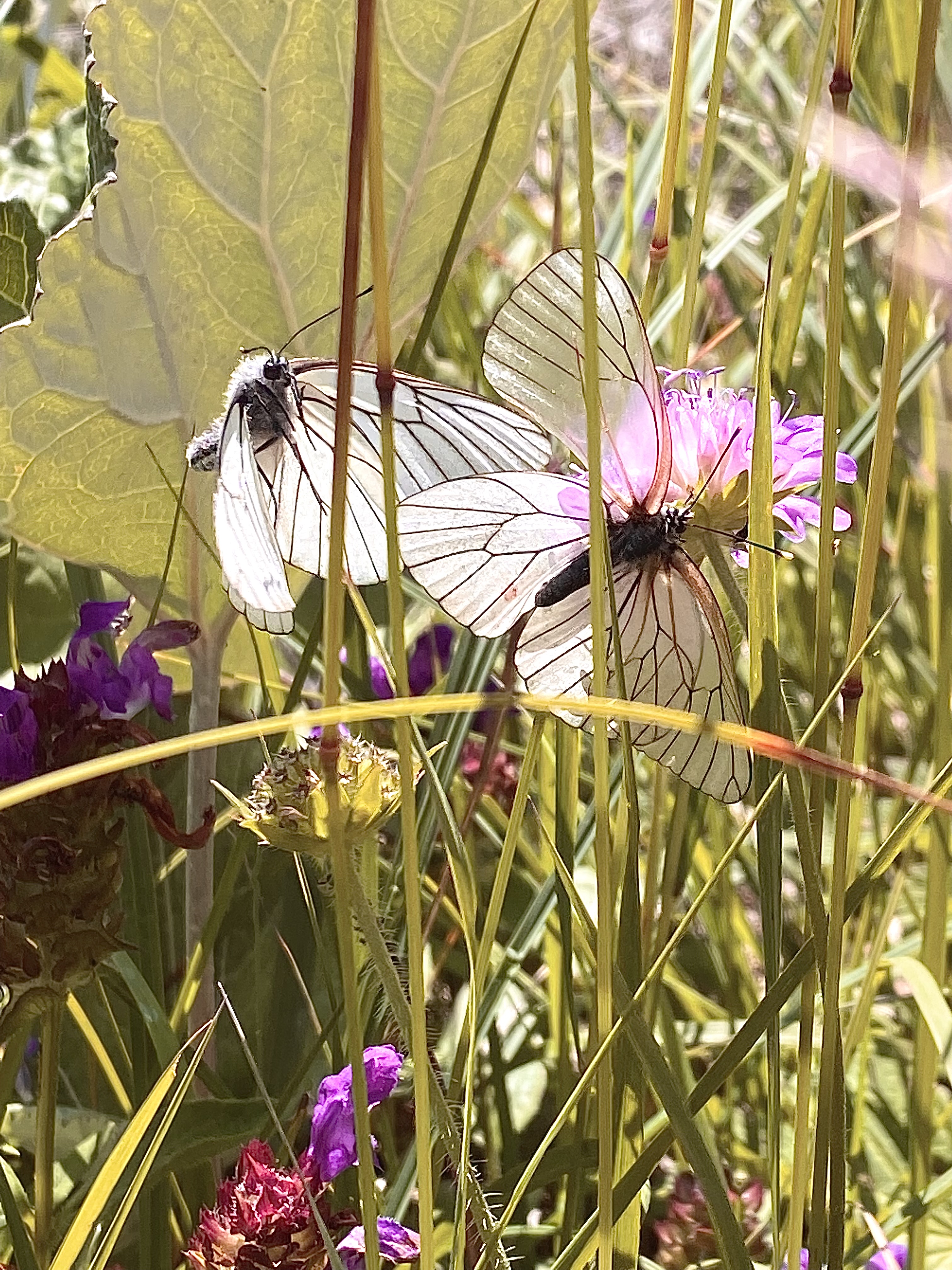 Floranication  – Lucius N. Amberg